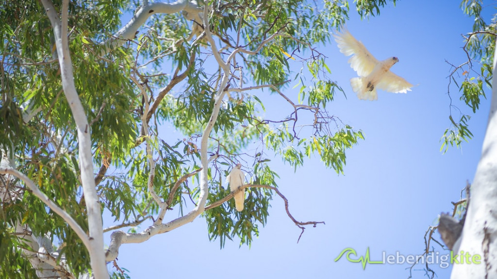 Kakadu nature animals Australia
