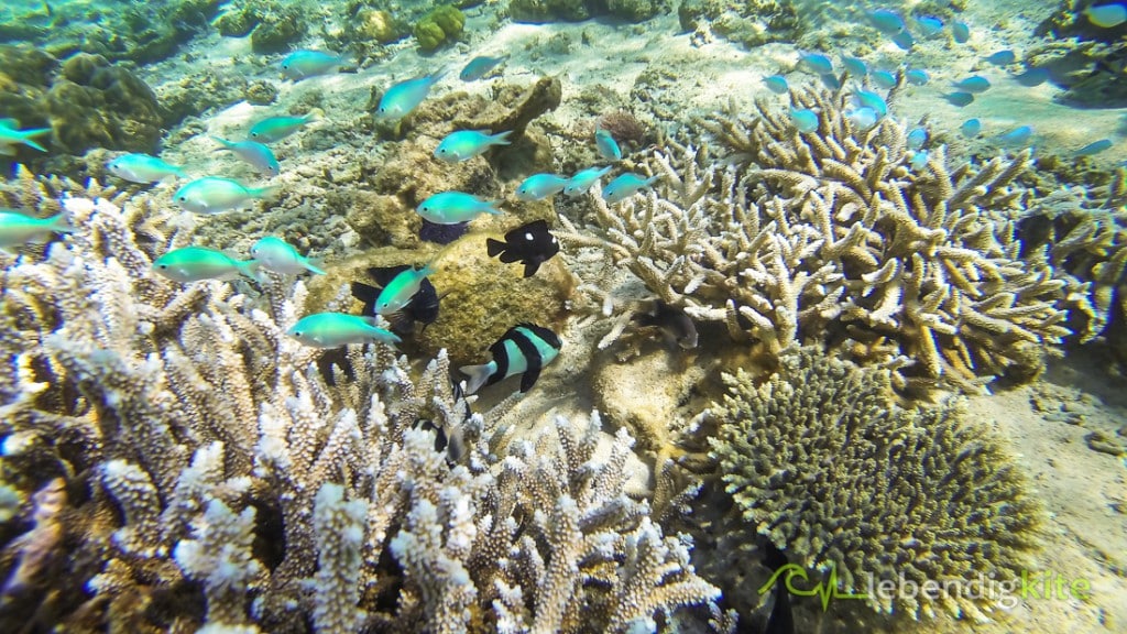 Schnorcheln Riff Ningaloo Reef Cape Range Oyster Stacks Turquoise Bay
