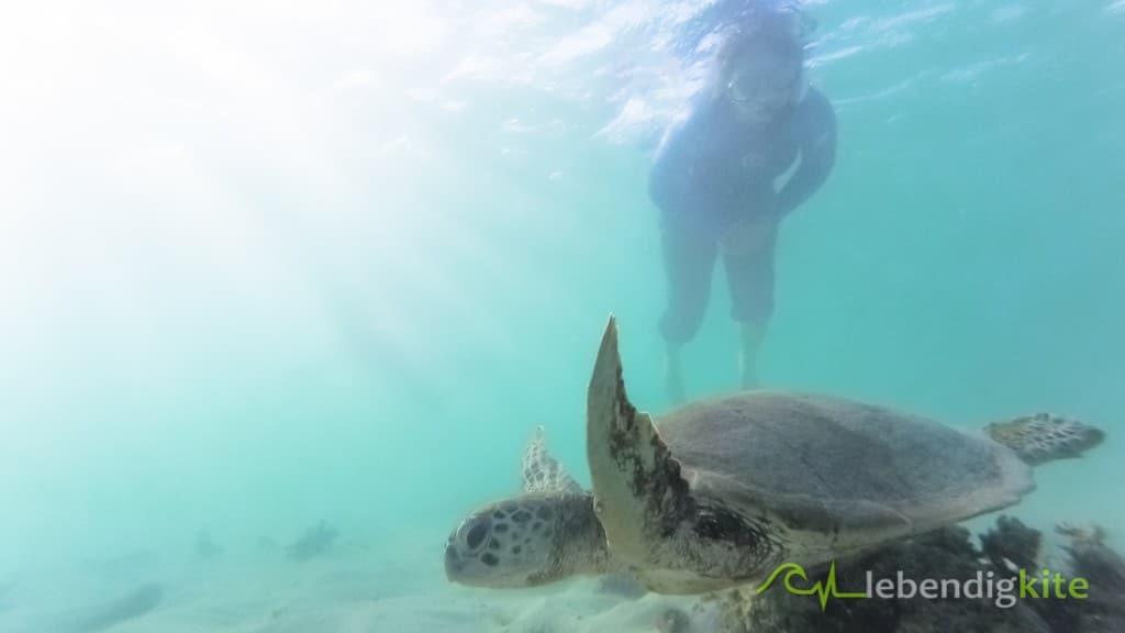 Schnorcheln mit Schildkröte Exmouth Ningaloo