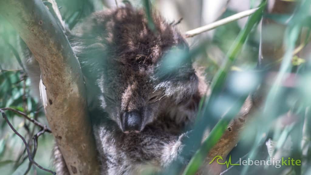 Koala Australien Perth