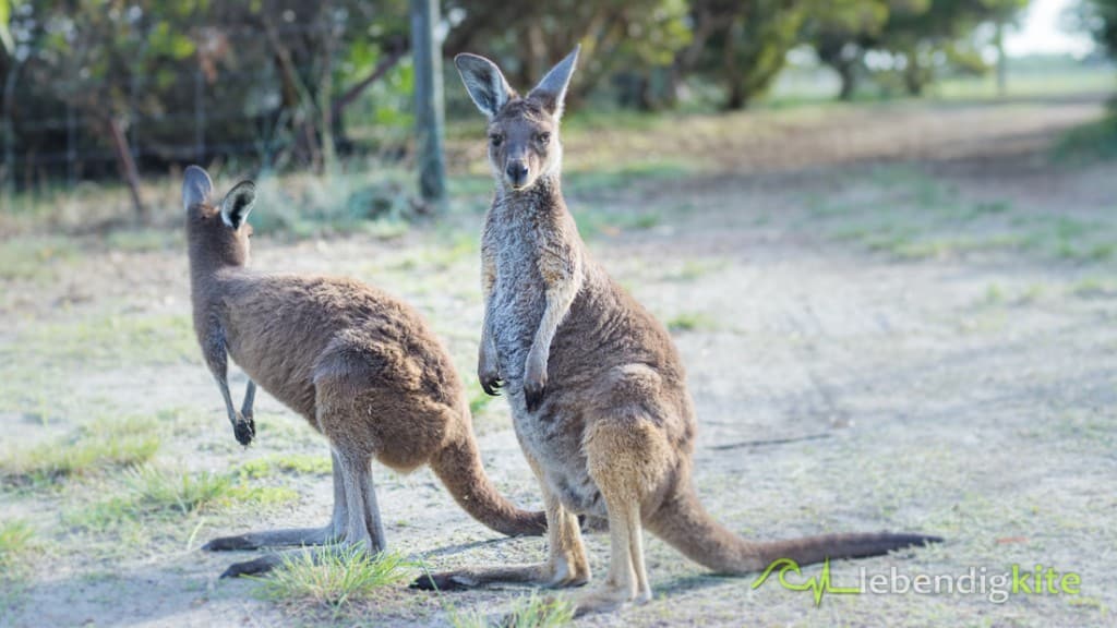 Känguru Australien Natur Tierwelt